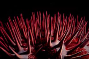 red sea- eilat aqatica 90 60mm lens . by Shmulik Blum 